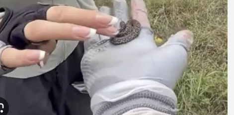 <strong>驴友爬山捡幼蛇轮流抚摸 专家:剧毒成年蛇虽然只有60到80厘</strong>
